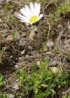 Einzelbild 4 Alpenmargerite - Leucanthemopsis alpina