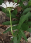Einzelbild 2 Berg-Wiesen-Margerite - Leucanthemum adustum