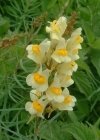 Einzelbild 4 Gemeines Leinkraut - Linaria vulgaris