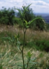 Einzelbild 2 Wald-Borstendolde - Torilis japonica