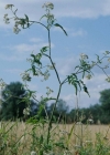 Einzelbild 3 Wald-Borstendolde - Torilis japonica