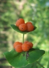 Einzelbild 1 Garten-Geissblatt - Lonicera caprifolium