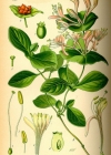 Einzelbild 2 Garten-Geissblatt - Lonicera caprifolium