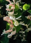 Einzelbild 3 Garten-Geissblatt - Lonicera caprifolium