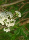 Einzelbild 2 Sumpf-Baldrian - Valeriana dioica