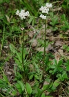 Einzelbild 4 Sumpf-Baldrian - Valeriana dioica