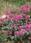 Einzelbild 2 Rote Spornblume - Centranthus ruber
