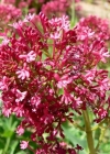 Einzelbild 1 Rote Spornblume - Centranthus ruber