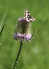 Einzelbild 2 Wilde Karde - Dipsacus fullonum