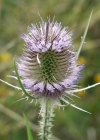 Einzelbild 3 Wilde Karde - Dipsacus fullonum