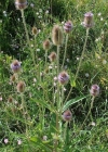Einzelbild 4 Wilde Karde - Dipsacus fullonum