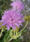 Einzelbild 2 Wald-Witwenblume - Knautia dipsacifolia