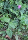 Einzelbild 3 Wald-Witwenblume - Knautia dipsacifolia