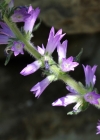 Einzelbild 2 Ährige Glockenblume - Campanula spicata