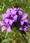Einzelbild 1 Gewöhnliche Knäuel-Glockenblume - Campanula glomerata subsp. glomerata