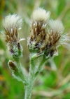 Einzelbild 2 Karpaten-Katzenpfötchen - Antennaria carpatica