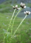 Einzelbild 3 Karpaten-Katzenpfötchen - Antennaria carpatica