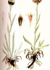 Einzelbild 4 Karpaten-Katzenpfötchen - Antennaria carpatica