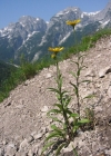 Einzelbild 3 Weidenblättriges Rindsauge - Buphthalmum salicifolium