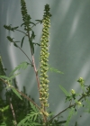 Einzelbild 1 Aufrechtes Traubenkraut - Ambrosia artemisiifolia