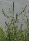 Einzelbild 2 Aufrechtes Traubenkraut - Ambrosia artemisiifolia