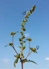 Einzelbild 4 Aufrechtes Traubenkraut - Ambrosia artemisiifolia