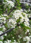 Einzelbild 4 Felsenkirsche - Prunus mahaleb