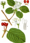 Einzelbild 3 Rote Heckenkirsche - Lonicera xylosteum
