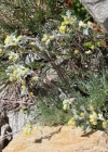 Einzelbild 2 Echte Edelraute - Artemisia umbelliformis