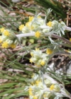 Einzelbild 1 Echte Edelraute - Artemisia umbelliformis