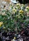 Einzelbild 3 Echte Edelraute - Artemisia umbelliformis