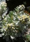 Einzelbild 3 Ährige Edelraute - Artemisia genipi