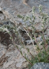 Einzelbild 3 Ährige Edelraute - Artemisia genipi