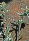 Einzelbild 1 Ährige Edelraute - Artemisia genipi
