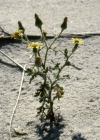 Einzelbild 3 Klebriges Greiskraut - Senecio viscosus