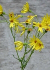 Einzelbild 3 Raukenblättriges Greiskraut - Senecio erucifolius
