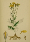 Einzelbild 4 Raukenblättriges Greiskraut - Senecio erucifolius