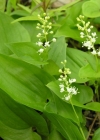 Einzelbild 3 Zweiblättrige Schattenblume - Maianthemum bifolium