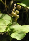 Einzelbild 4 Zweiblättrige Schattenblume - Maianthemum bifolium