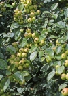Einzelbild 4 Holz-Apfelbaum - Malus sylvestris