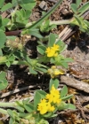 Einzelbild 3 Zwerg-Schneckenklee - Medicago minima