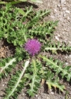 Einzelbild 3 Stängellose Kratzdistel - Cirsium acaule