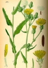 Einzelbild 3 Gewöhnliches Bitterkraut - Picris hieracioides