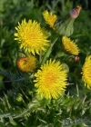 Einzelbild 3 Raue Gänsedistel - Sonchus asper
