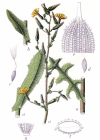 Einzelbild 4 Wilder Lattich - Lactuca serriola