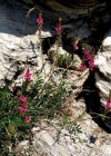 Einzelbild 3 Berg-Esparsette - Onobrychis montana