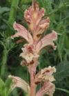Einzelbild 4 Thymian-Würger - Orobanche alba