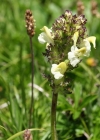 Einzelbild 4 Knolliges Läusekraut - Pedicularis tuberosa