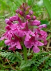 Einzelbild 2 Quirlblättriges Läusekraut - Pedicularis verticillata
