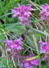 Einzelbild 4 Quirlblättriges Läusekraut - Pedicularis verticillata